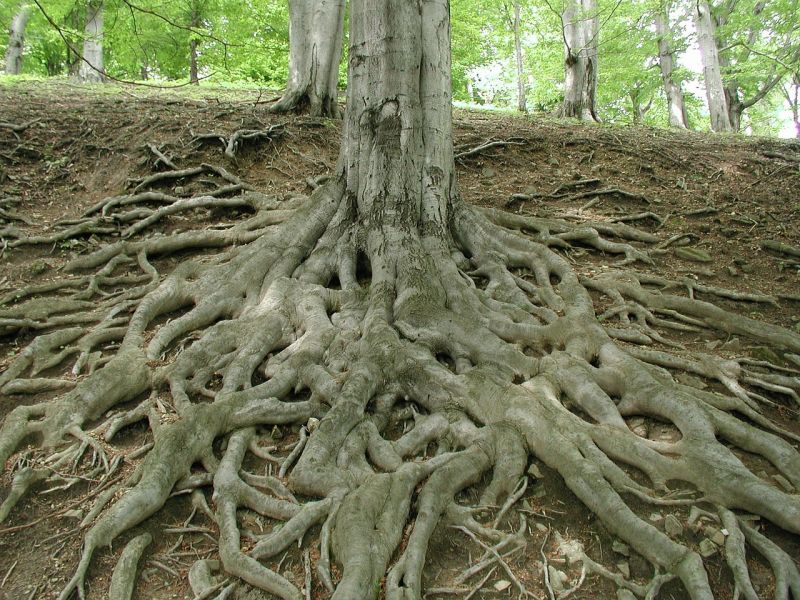 Lots of roots spreading out from a tree