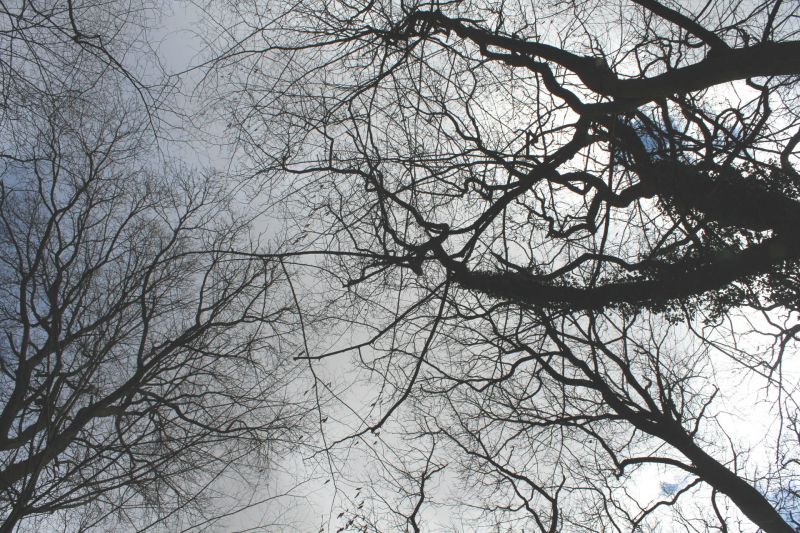 Trees in the ancient Hambach forest Germany