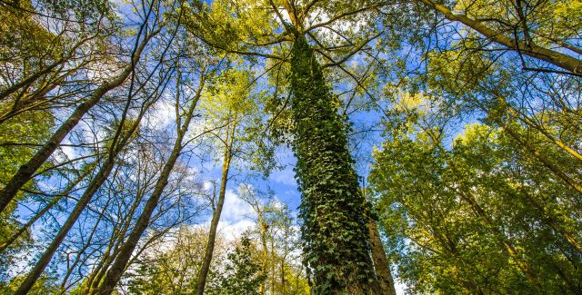 Tall trees and blue sky