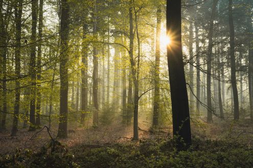 Woodland with sunlight poking through between two trees