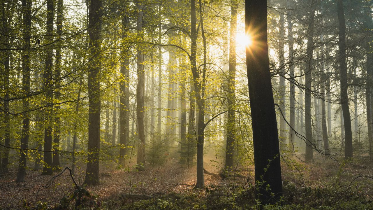 Woodland with sunlight poking through between two trees