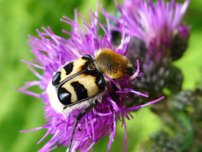 A bee beetle (Trichius fasciatus) on flower
