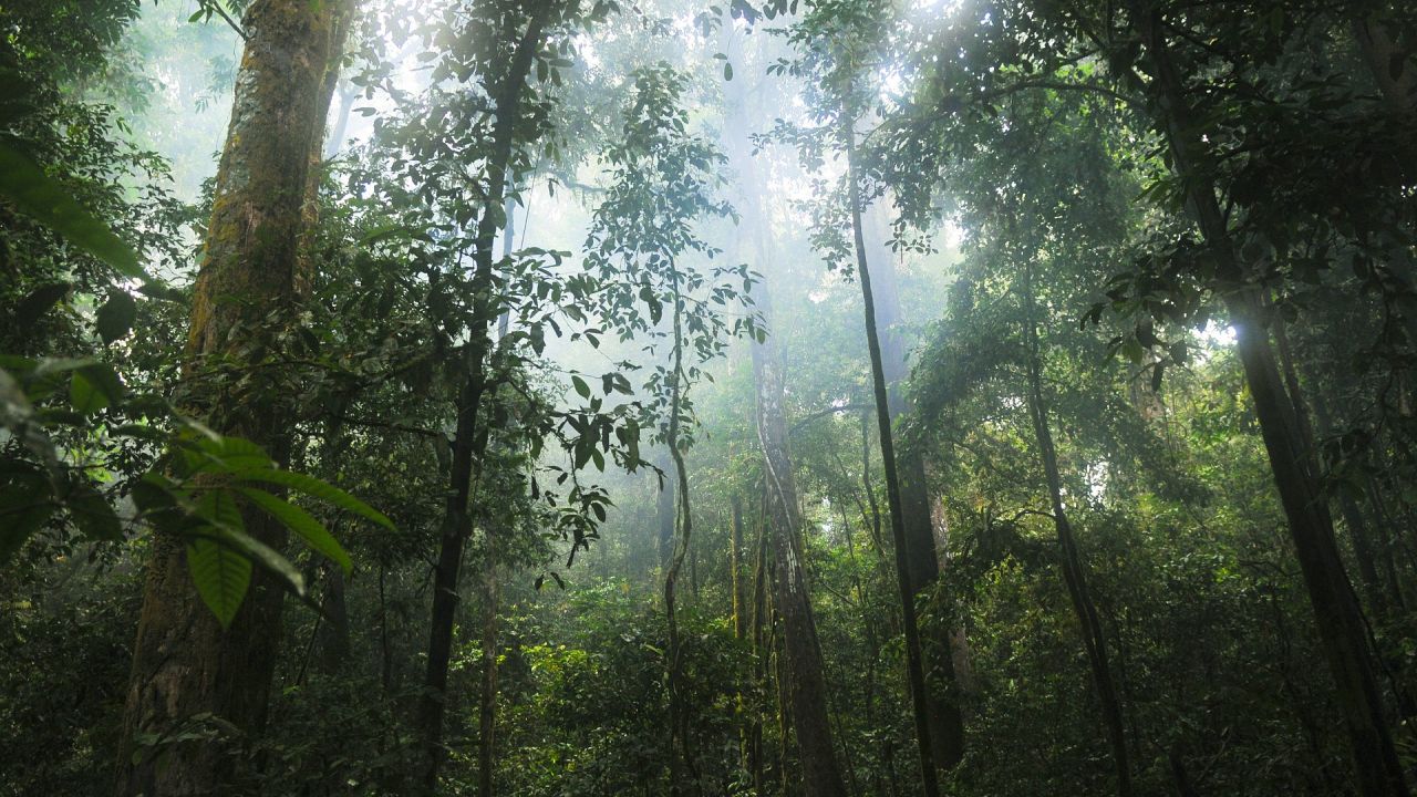 Tropical rainforest