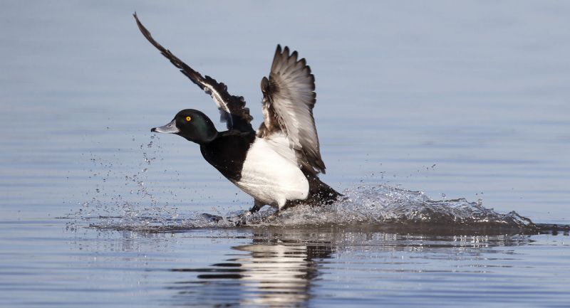 Tufted duck, on water