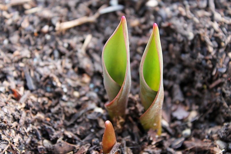 Tulip bulbs emerging from mulch
