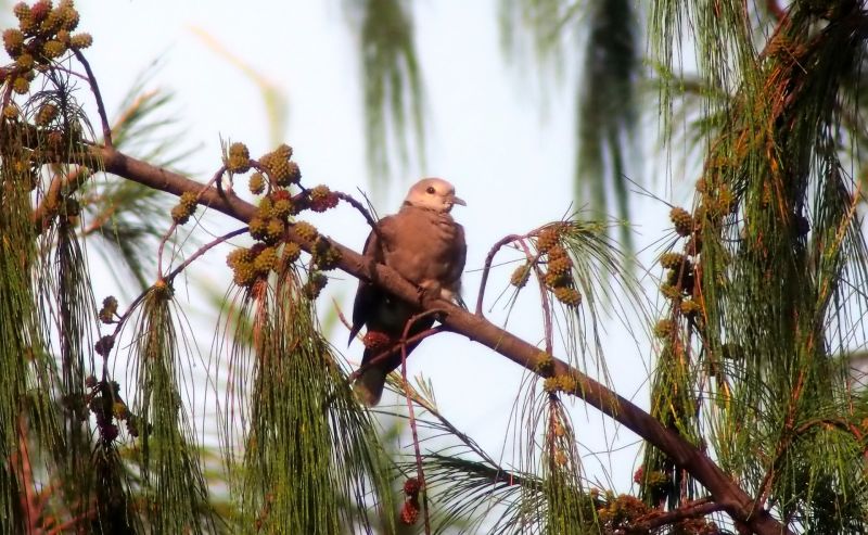 A turtle dove in a tree