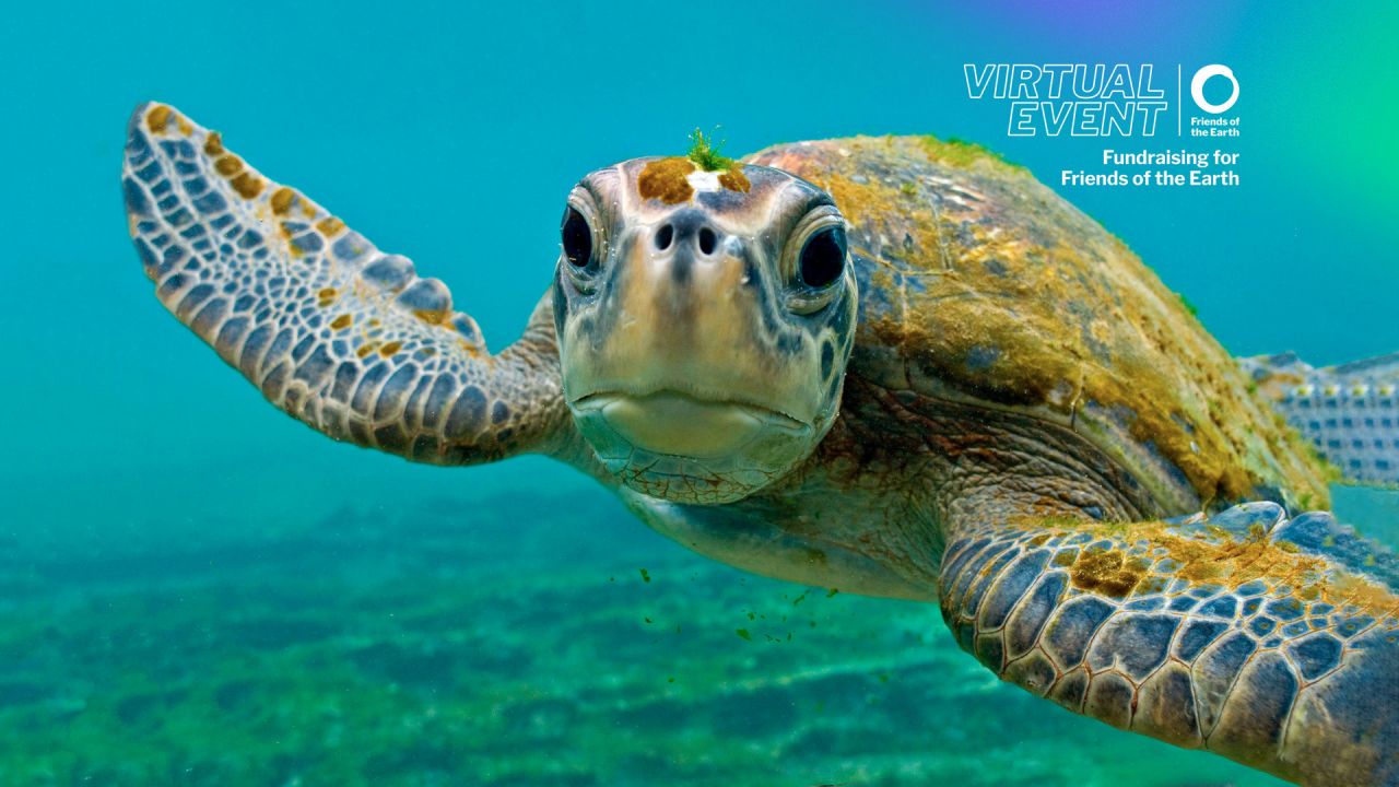 Zoom background - Turtle