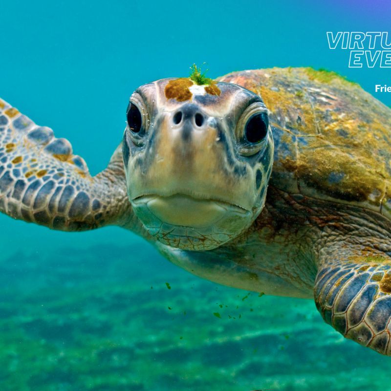 Zoom background - Turtle