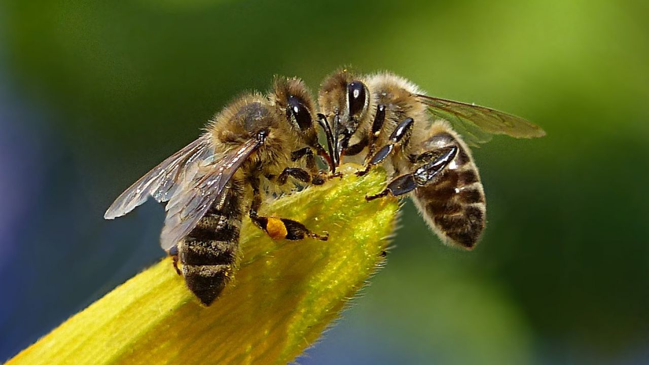 Two bees meeting