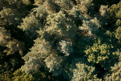 Aerial photo of green trees in sunlight