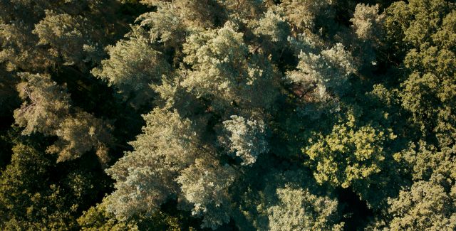 Aerial photo of green trees in sunlight