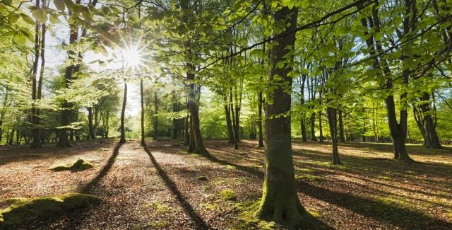 UK Nature Woodland Trees