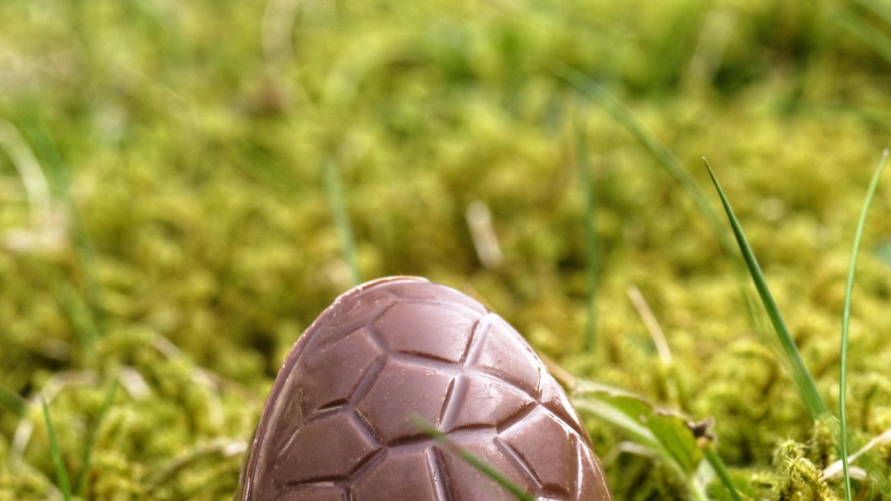 Unwrapped chocolate Easter egg, outdoors on mossy ground