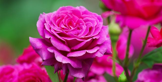 Valentine's Day roses