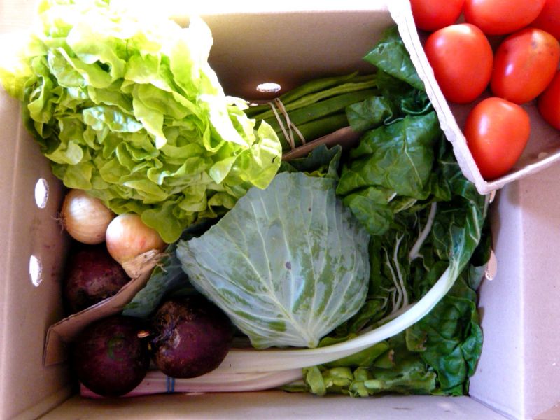 Essential organic vegetable box from Abel & Cole with lettuce, cabbage, onions, beets, tomatoes and greens.