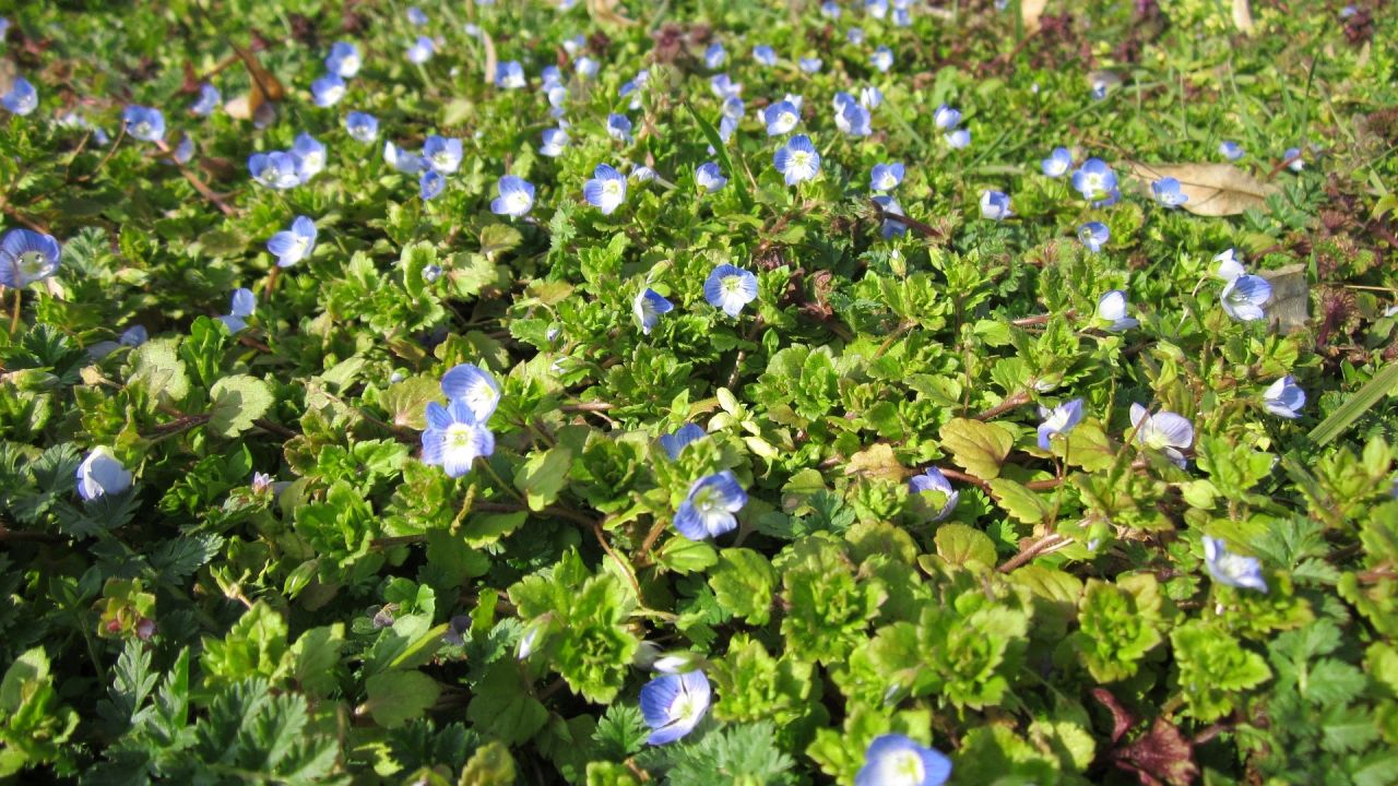 field speedwell