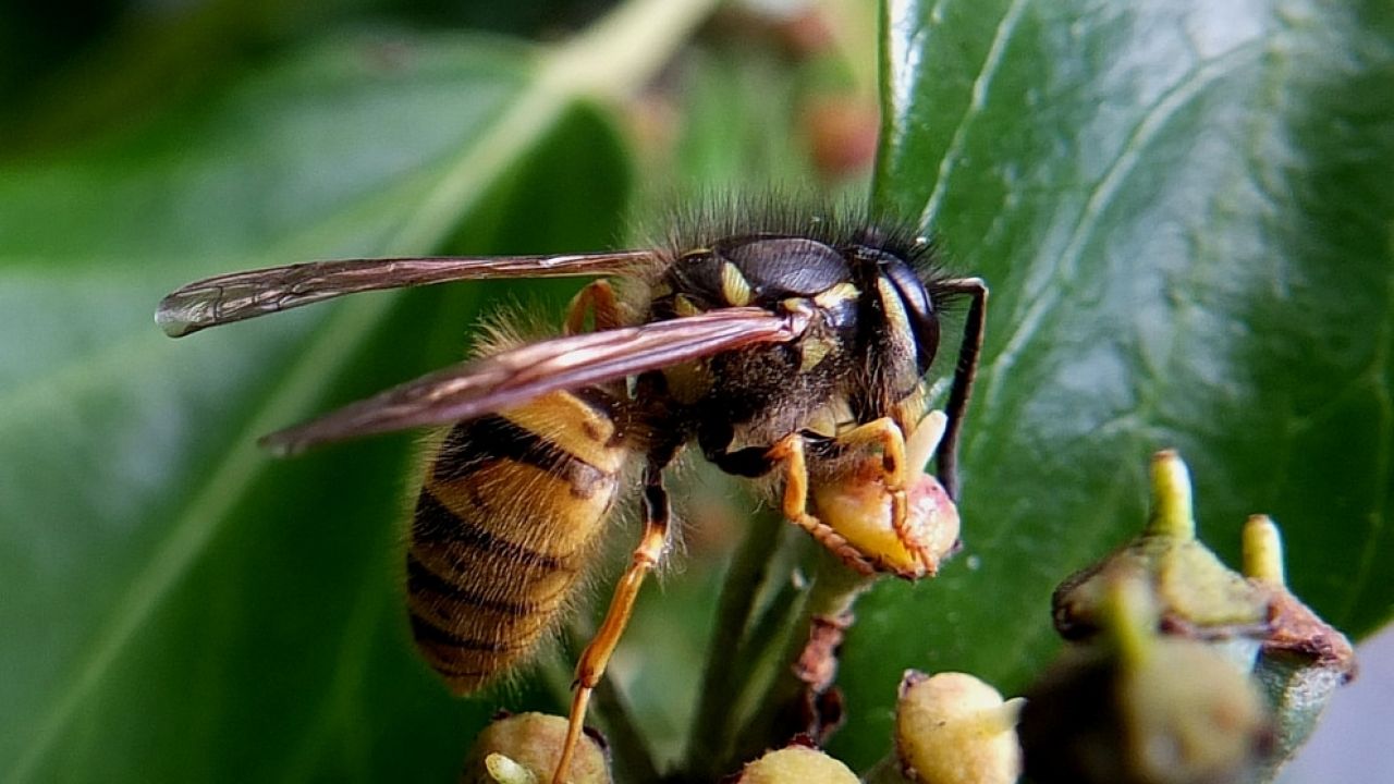 Vespula sp. pollinating ivy
