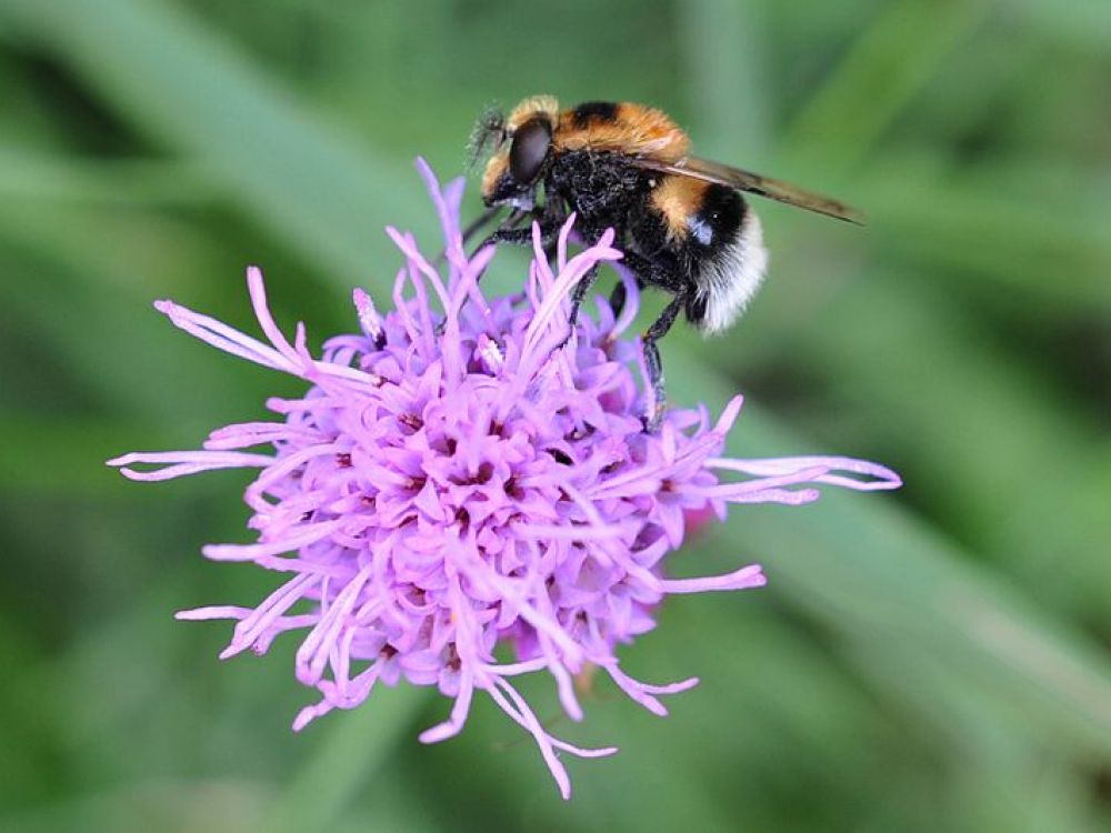 Hoverflies (Volucella bombylans)