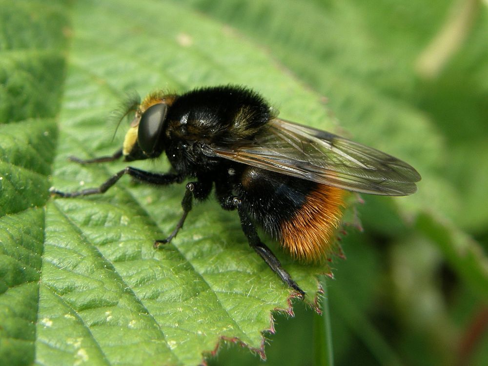Bumblebee hoverfly (Volucella bombylans )