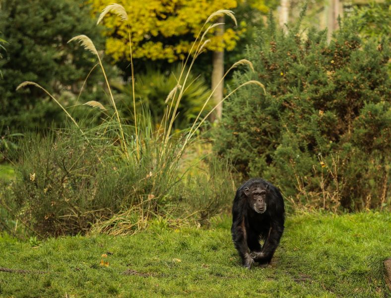 A chimpanzee wandering in the wild
