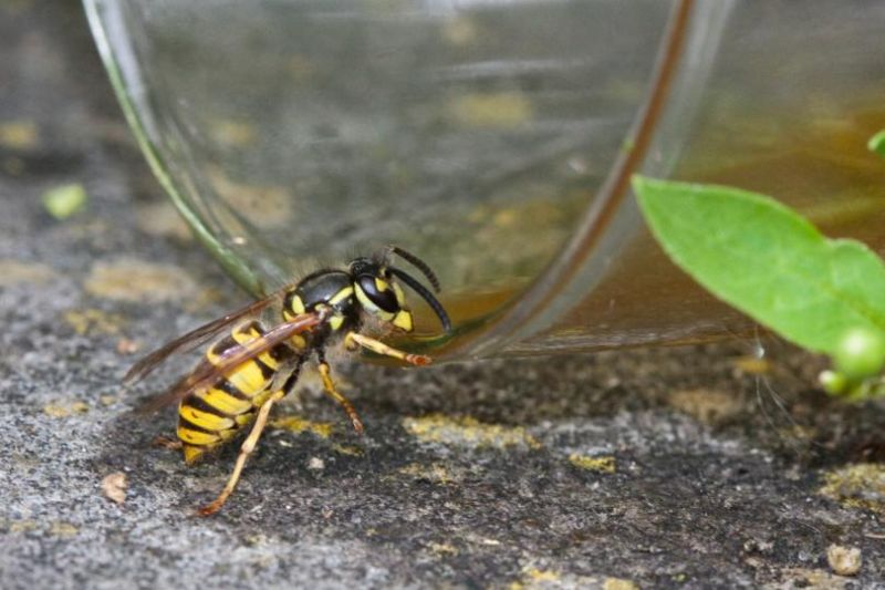 Social wasp drinking beer