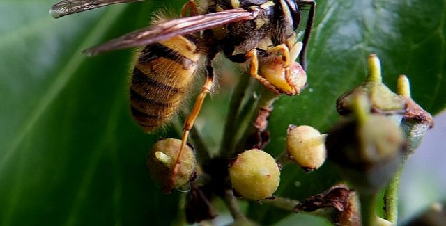 Social wasp Vespula sp. pollinating ivy