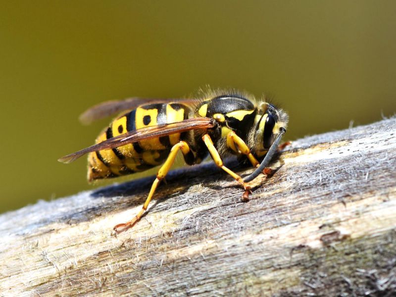 wasp on tree
