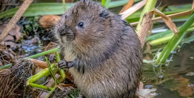 A water vole eating reeds