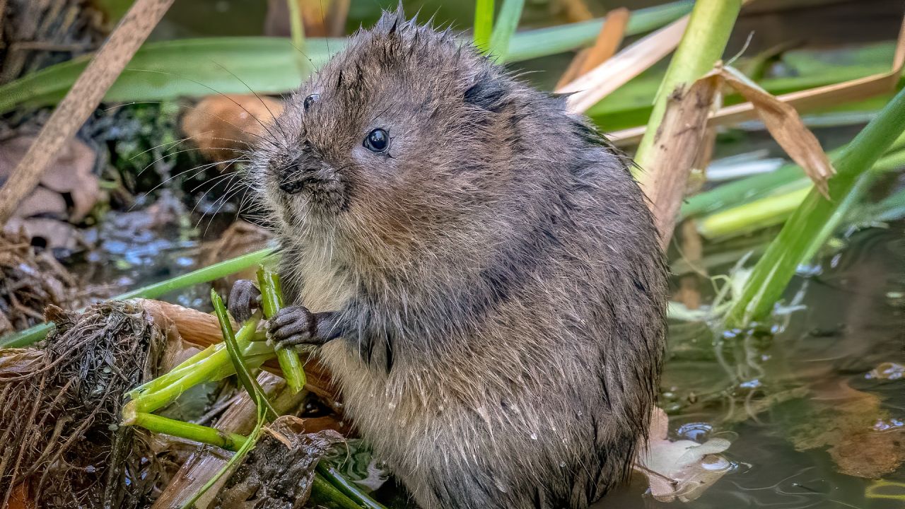 A water vole eating reeds