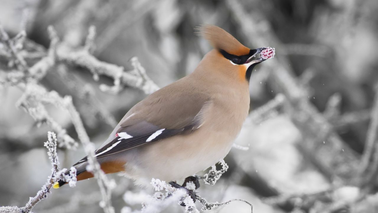 Waxwing, in snowy branches, eating red berry