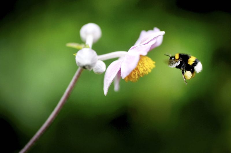 White-tailed bumblebee
