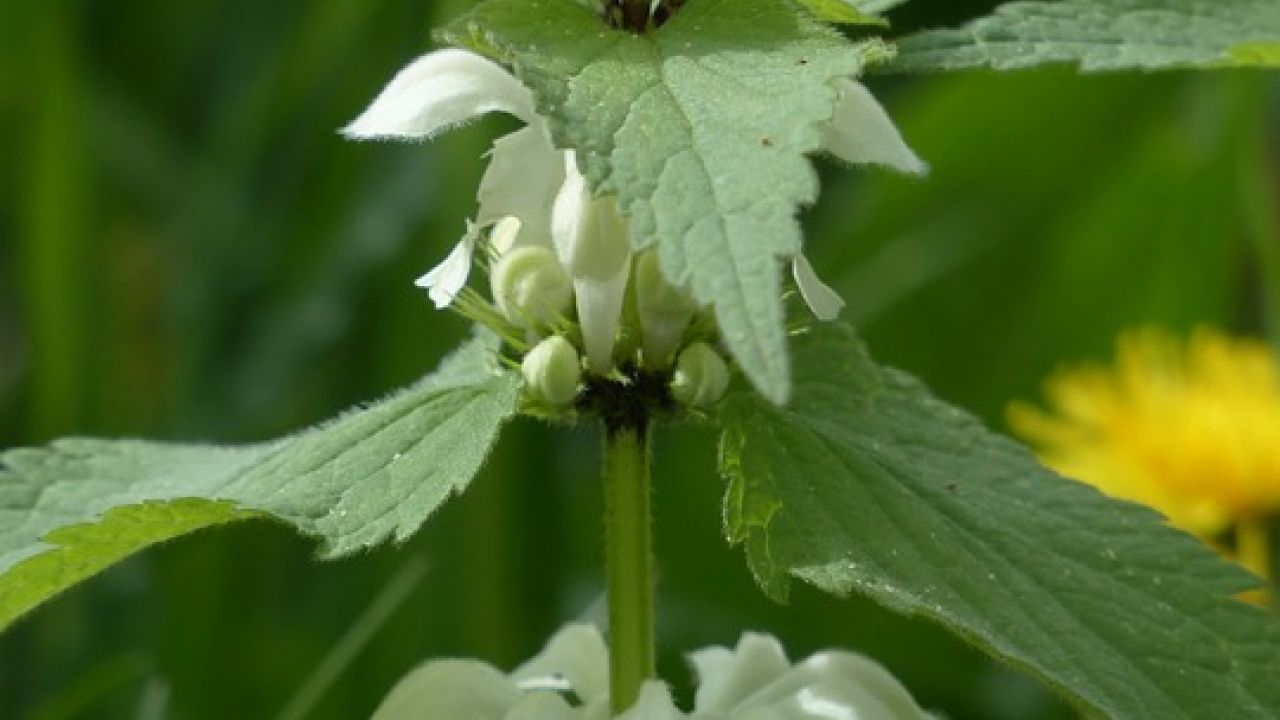 White deadnettle
