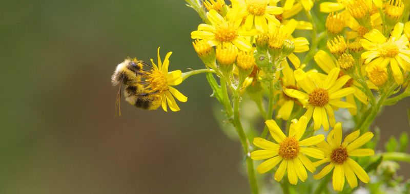 White tailed male bumblebee on yellow ragwort