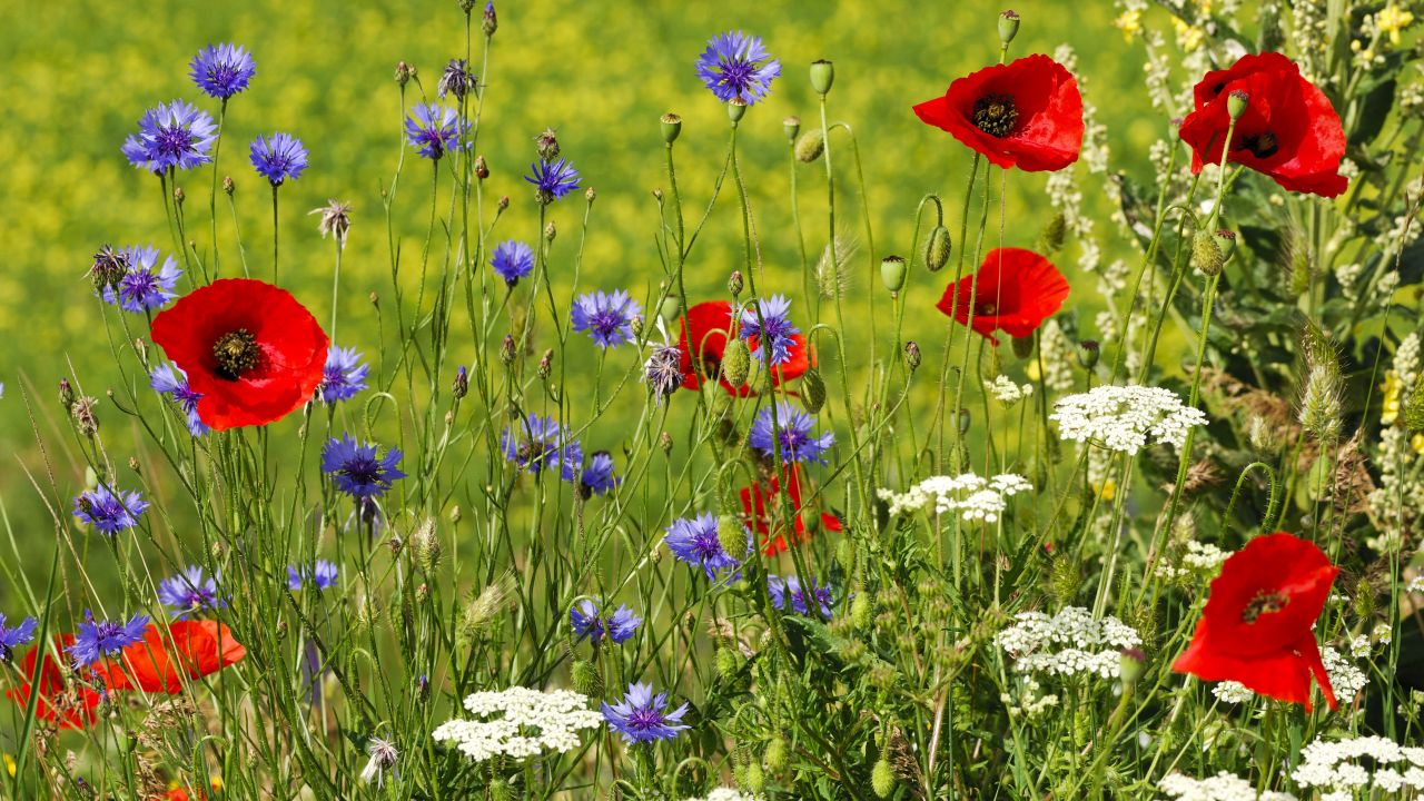 Wild flower meadow