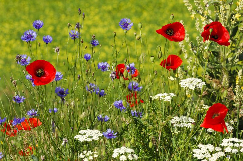 Wild flower meadow