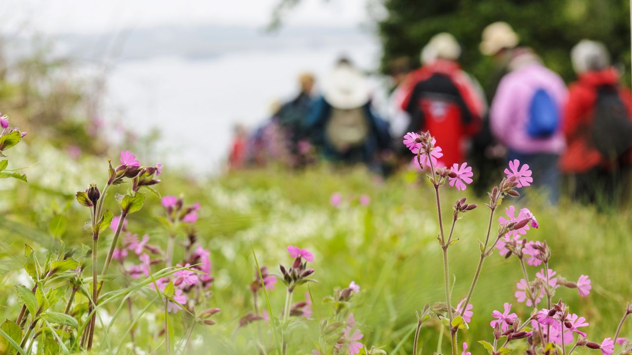 Wildflower field
