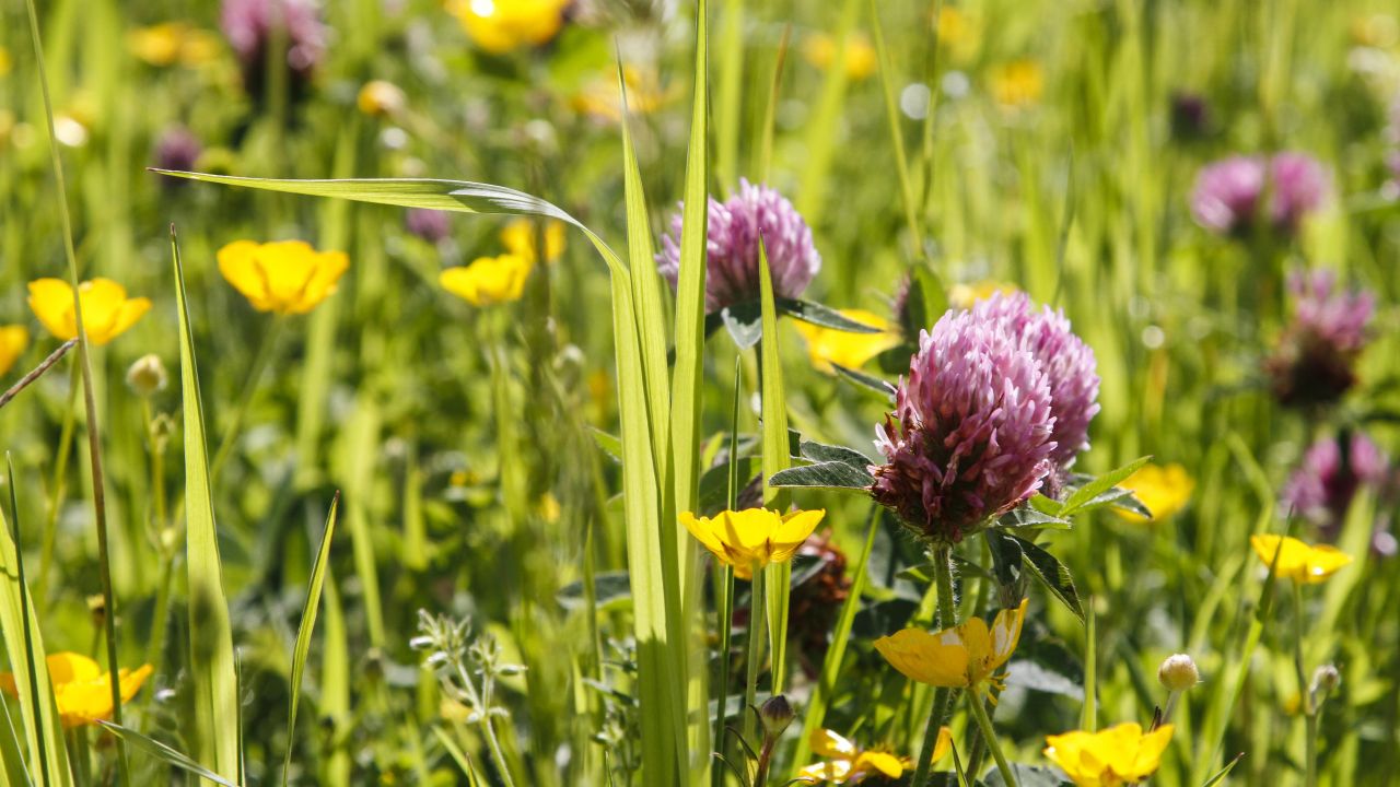 Wild flowers