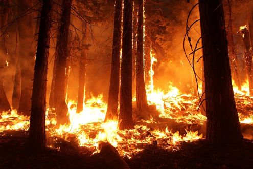Wildfire in a forest