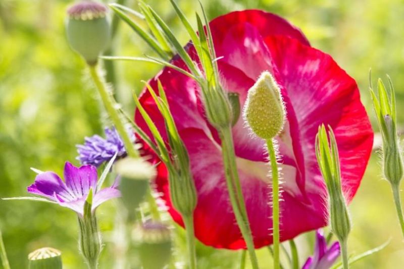 photo of poppies and other wildflowers