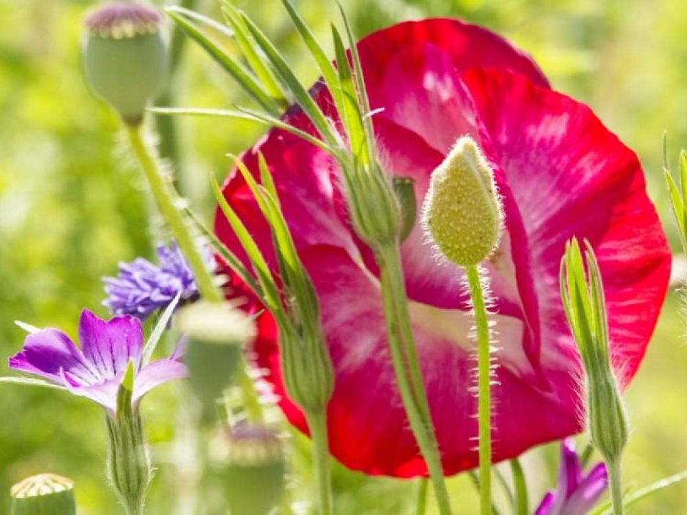 photo of poppies and other wildflowers