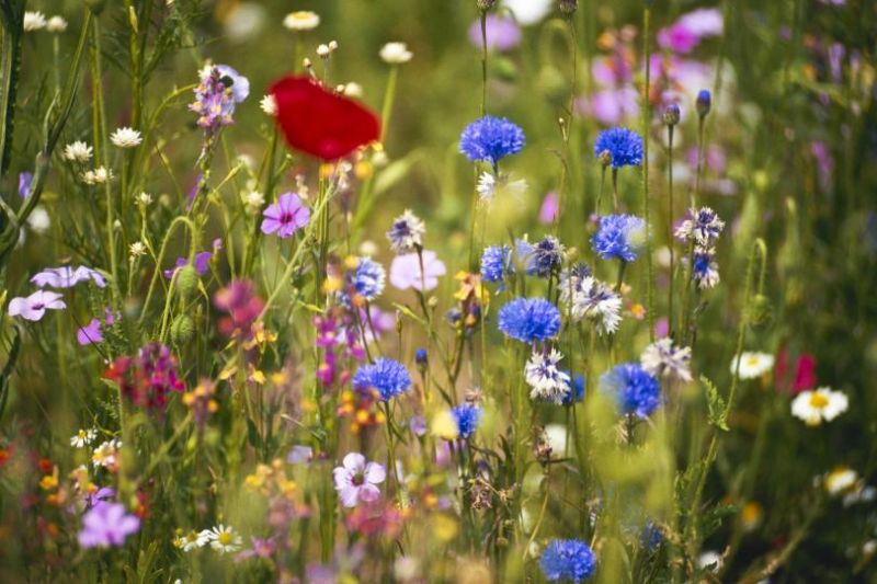 Growing from seed is ideal for creating habitat such as wildflower meadows