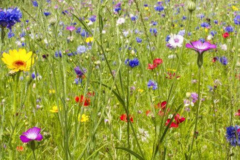 Bron Afon Community Housing Association Bee World, planted with the help of Friends of the Earth Cymru, Torfaen, South Wales, July 2014.