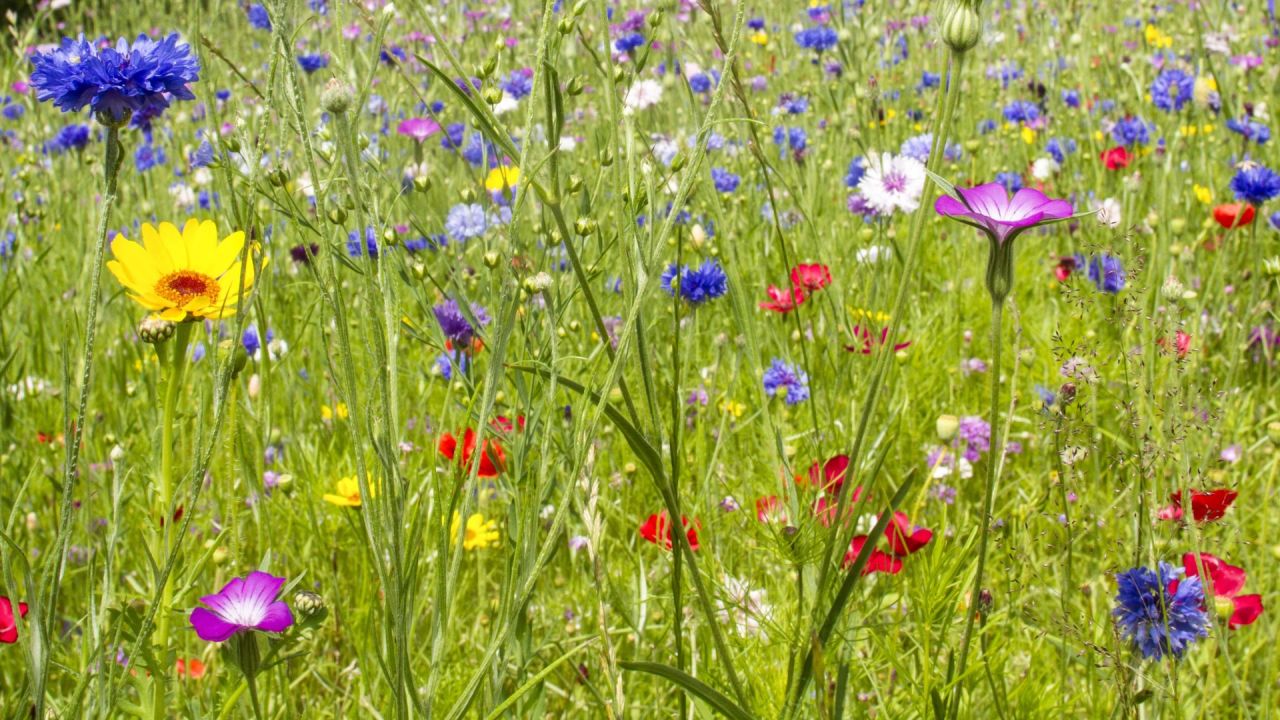 Bron Afon Community Housing Association Bee World, planted with the help of Friends of the Earth Cymru, Torfaen, South Wales, July 2014.
