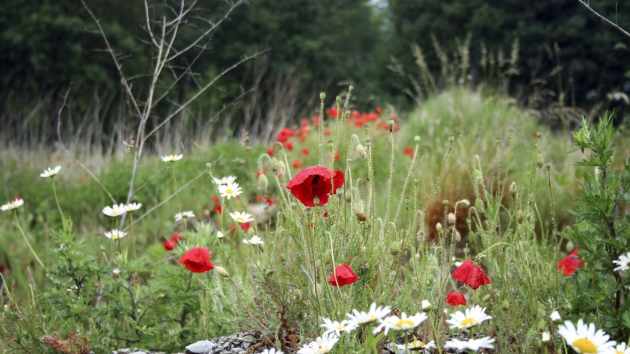 Wildflowers by woodland edge