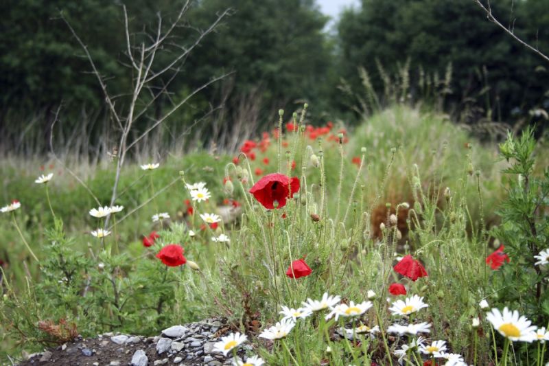 Wildflowers by woodland edge