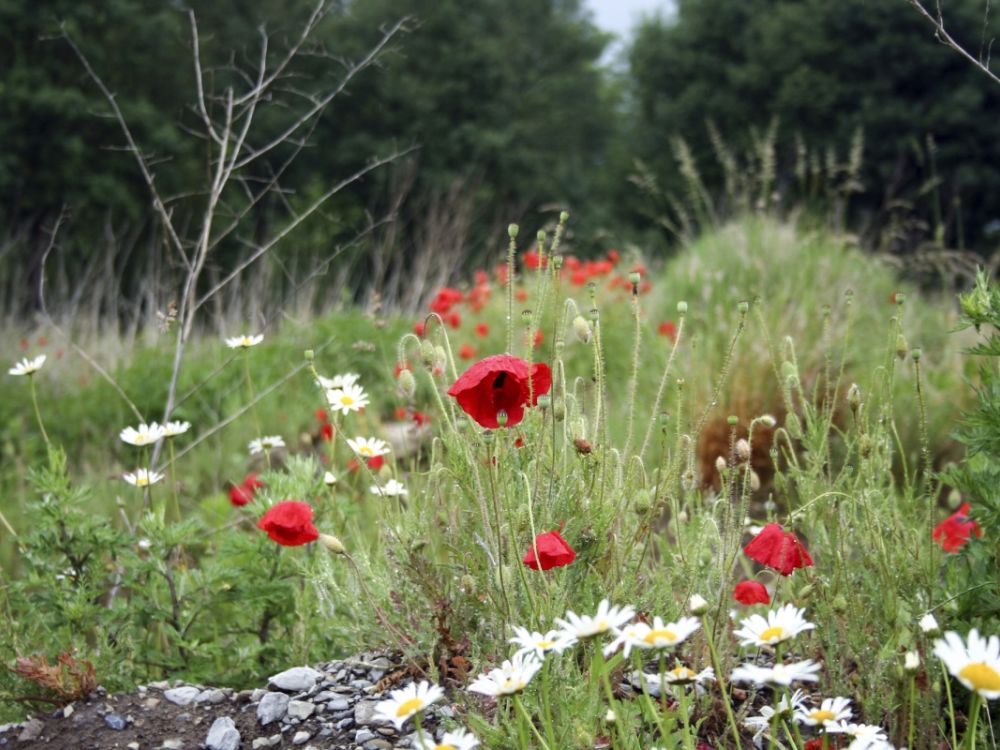 Wildflowers by woodland edge