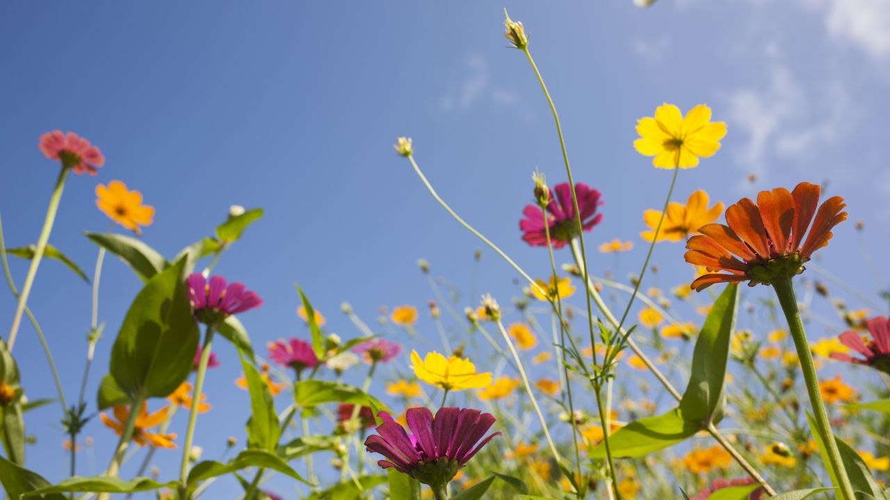 Wildflowers and a blue sky