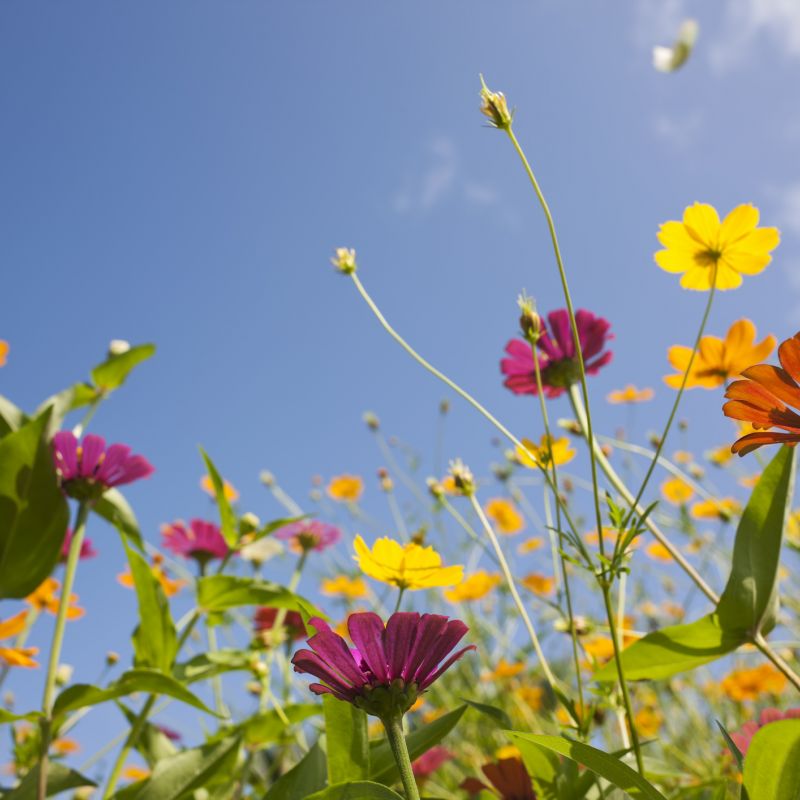 Wildflowers and a blue sky