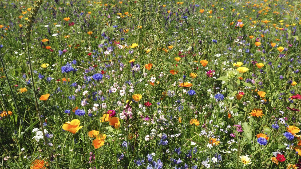 Wildflower meadow