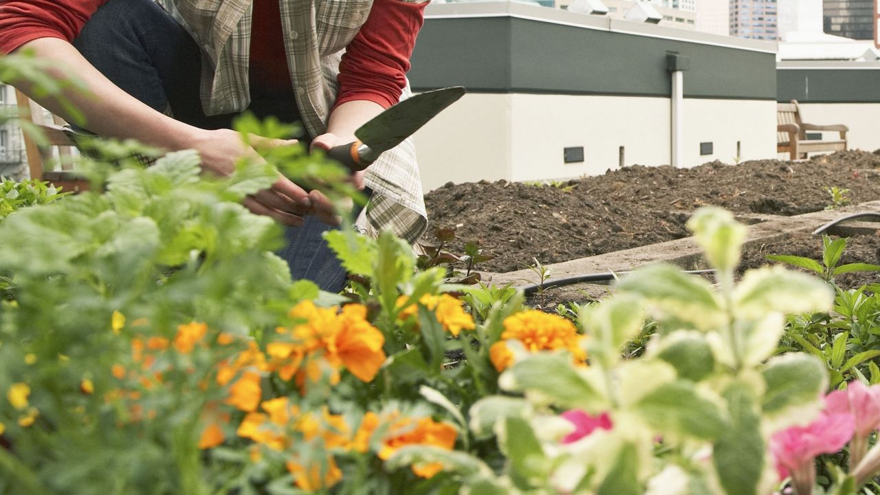 Woman gardening